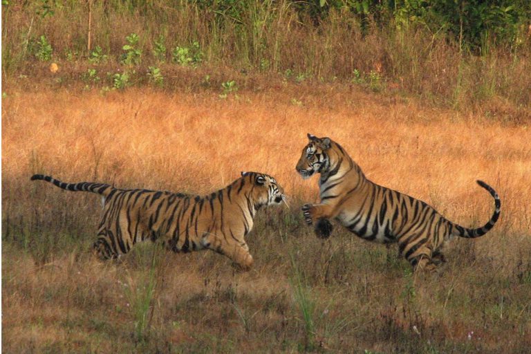 Corridor Conservation Planning