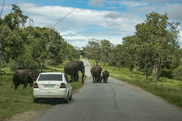 Perspective paper on the state-of-play for connectivity conservation in India