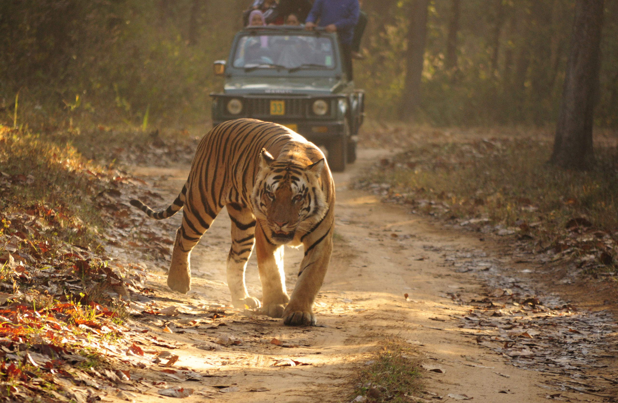 Using genetic information and simulations to predict the future of wild tigers in Central India