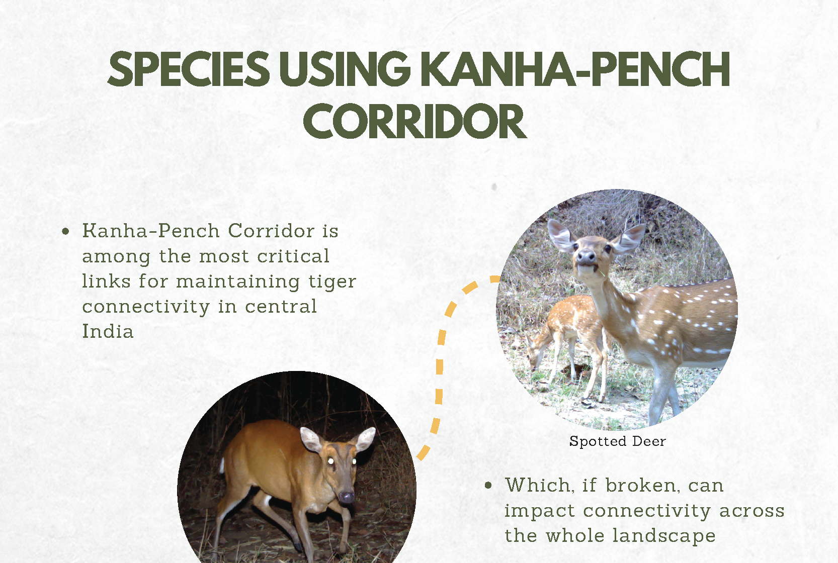 Species using the Kanha – Pench corridor