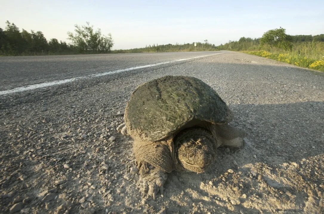 Crossing the Road Safely: How Tunnels and Fences can Reduce Herpetofauna Mortality