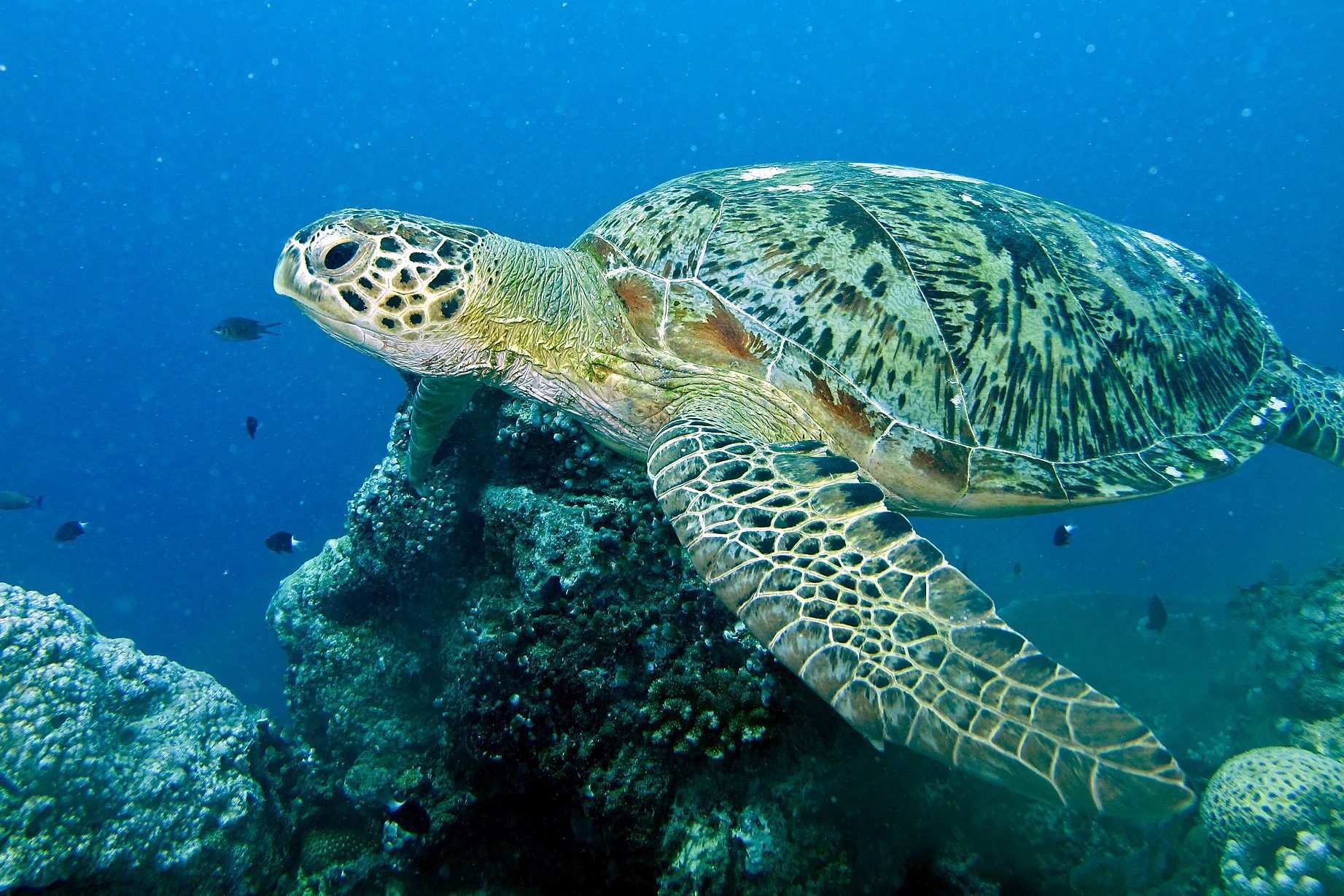 On the Move: West Africa’s Green Turtles Connect Five Nations